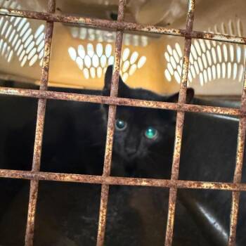 Titus -  Domestic Short Hair Cat for Adoption in Lake Jackson, Texas - Titus | PetCurious