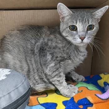 Giddy -  Domestic Short Hair Cat for Adoption in Austin, Texas - Giddy | PetCurious