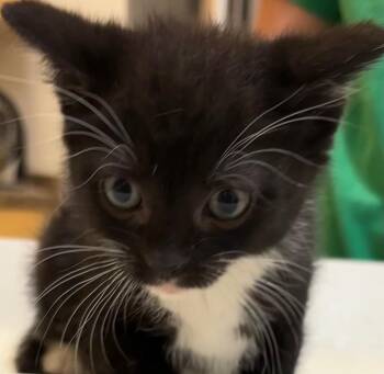 Domestic Short Hair Cats Available for Adoption in Elizabethton, Tennessee - SOX | PetCurious