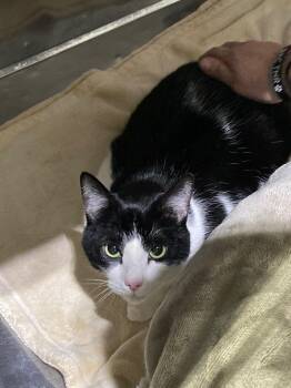 Nikko - Silo -  Domestic Short Hair Cat for Adoption in Pierceton, Indiana - Nikko - Silo | PetCurious