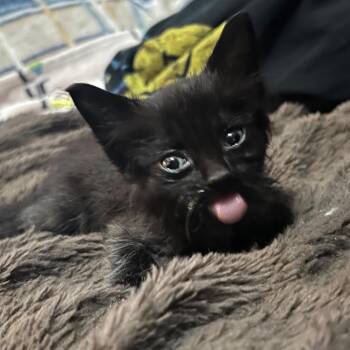 Sweetie -  Domestic Short Hair Cat for Adoption in Lake Panasoffkee, Florida - Sweetie | PetCurious