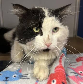 Domestic Medium Hair Cats Available for Adoption - MICK | PetCurious