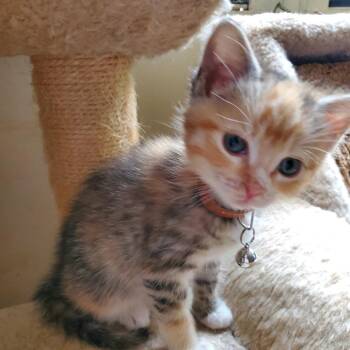 Domestic Short Hair Cats Available for Adoption in Inman, South Carolina - Blossom | PetCurious