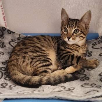 Spark -  Domestic Short Hair and Bengal Cat for Adoption in Sunnyvale, California - Spark | PetCurious