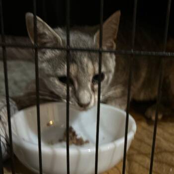 Armstrong -  Domestic Short Hair Cat for Adoption in Johnstown, Pennsylvania - Armstrong | PetCurious