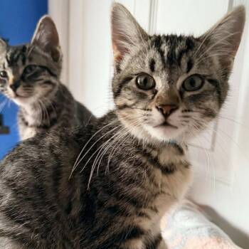 Pawtricia -  Domestic Short Hair Cat for Adoption in Normal, Illinois - Pawtricia | PetCurious
