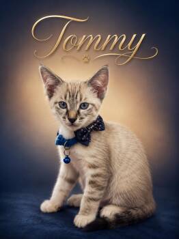 Tommy & Trippy - The T Troop -  Siamese and Domestic Short Hair Cat Available for Adoption - Tommy & Trippy - The T Troop | PetCurious