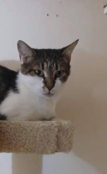 Rescue Domestic Short Hair Cats for Adoption in Elkton, Maryland - Porsche | PetCurious