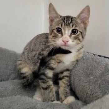 Jerry -  Tabby Cat for Adoption in Green Valley, Arizona - Jerry | PetCurious
