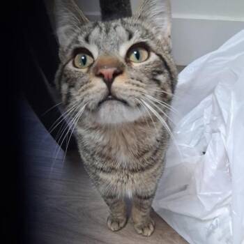 Tarzan -  Domestic Short Hair Cat Available for Adoption in West Palm Beach, Florida - Tarzan | PetCurious