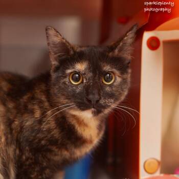 Rescue Domestic Short Hair Cats for Adoption in Ridgefield, Connecticut - Rumi | PetCurious