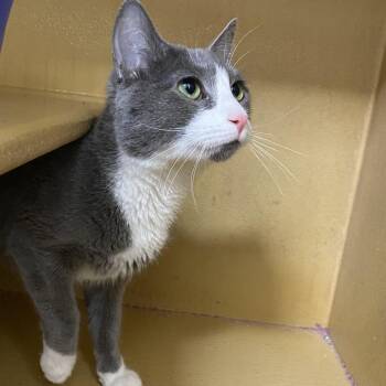 Domestic Short Hair Cats Available for Adoption in Spokane, Washington - Cadbury Bunny | PetCurious