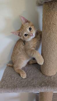 Petunia (Pink princess collar) -  Domestic Short Hair Cat for Adoption in Plymouth, Michigan - Petunia (Pink Princess Collar) | PetCurious