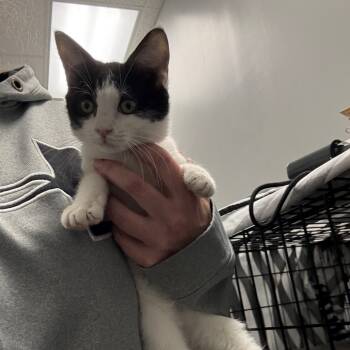 Rescue Domestic Short Hair Cats for Adoption in Normal, Illinois - Cera | PetCurious