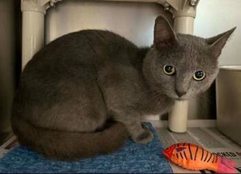 Ronnie Boy -  Domestic Short Hair Cat for Adoption in Sullivan, Indiana - Ronnie Boy | PetCurious