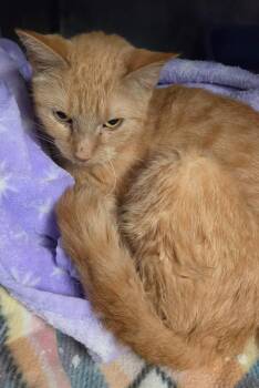 2026-92 Butternut Squash -  Domestic Short Hair Cat for Adoption in Windsor, Connecticut - 2026-92 Butternut Squash | PetCurious