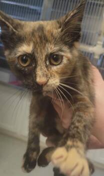 FRIDA -  Domestic Short Hair Cat Available for Adoption in Sandusky, Ohio - FRIDA | PetCurious