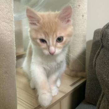Cupcake -  Domestic Short Hair Cat for Adoption in Layton, Utah - Cupcake | PetCurious