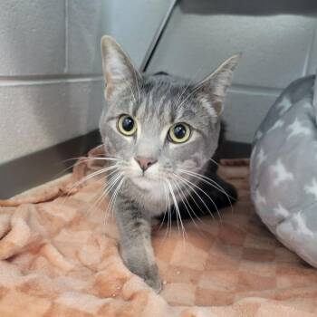 Elsa -  American Shorthair Cat for Adoption in Phoenix, Arizona - Elsa | PetCurious
