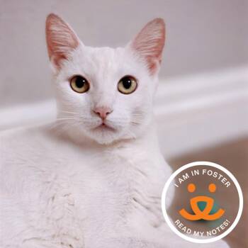 Domestic Short Hair Cats Available for Adoption in Los Angeles, California - Flip Flop | PetCurious