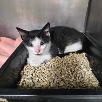 King Tutt -  Domestic Short Hair Cat for Adoption in Ridgely, Maryland - King Tutt | PetCurious