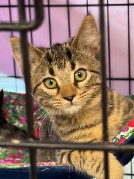 Scooter -  Domestic Short Hair Cat for Adoption in Lunenburg, Massachusetts - Scooter | PetCurious