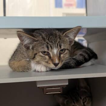 Margarita -  Domestic Short Hair Cat for Adoption in Buchanan Dam, Texas - Margarita | PetCurious