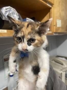 CANNOLI -  Domestic Medium Hair and Domestic Short Hair Cat for Adoption in Tallahassee, Florida - CANNOLI | PetCurious