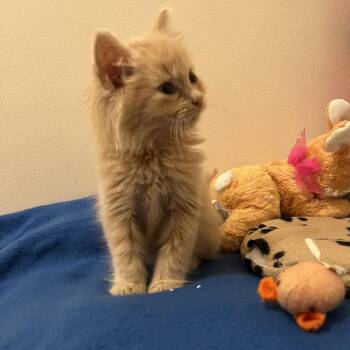 Fluff -  Domestic Medium Hair Cat for Adoption in Greensboro, North Carolina - Fluff | PetCurious