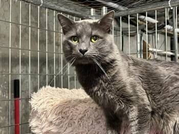 Rocky -  Domestic Short Hair Cat for Adoption in Bolton, Connecticut - Rocky | PetCurious