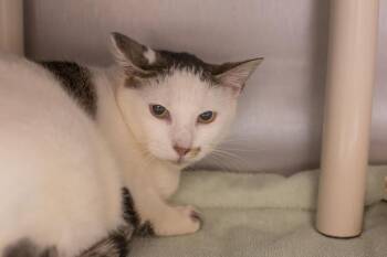 Coconut -  Domestic Short Hair and Tabby Cat for Adoption in Mountain Home, Arkansas - Coconut | PetCurious