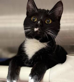 Domestic Short Hair Cats Available for Adoption - Tuxia | PetCurious