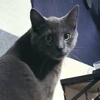 Zaden -  Domestic Short Hair Cat for Adoption in San Diego, California - Zaden | PetCurious
