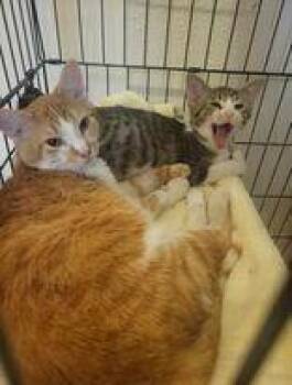 Domestic Short Hair Cats Available for Adoption in Adrian, Michigan - Oscar | PetCurious