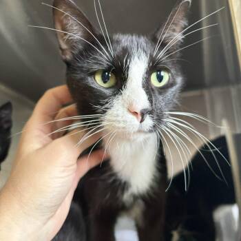 Chai -  Domestic Short Hair Cat for Adoption in Amboy, Illinois - Chai | PetCurious