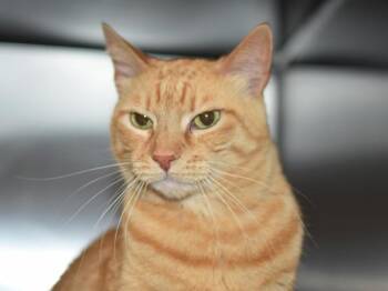 Pumpkin -  Domestic Short Hair Cat for Adoption in Portland, Oregon - Pumpkin | PetCurious