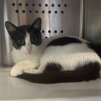 Lumon -  Domestic Short Hair Cat for Adoption in Dearborn, Michigan - Lumon | PetCurious