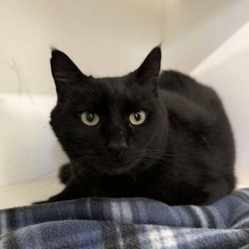 Waylon -  Domestic Short Hair Cat for Adoption in Penn Yan, New York - Waylon | PetCurious