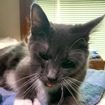 Mittens -  Domestic Medium Hair Cat for Adoption in Dekalb, Illinois - Mittens | PetCurious