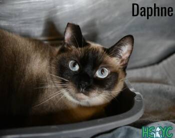 Domestic Short Hair Cats Available for Adoption in Fort Mill, South Carolina - Daphne | PetCurious