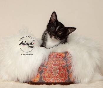 Enchilada -  Domestic Short Hair Cat for Adoption in Millcreek, Utah - Enchilada | PetCurious