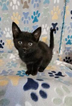 Domestic Short Hair Cats Available for Adoption in Wabash, Indiana - Zack | PetCurious