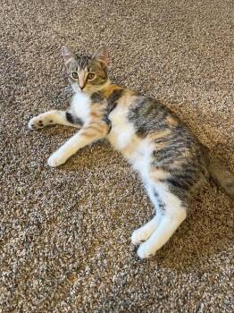 Rescue Domestic Short Hair Cats for Adoption in Nashville, Tennessee - Pibbles | PetCurious