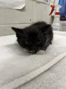 Domestic Short Hair Cats Available for Adoption in Chula Vista, California - A271402 | PetCurious