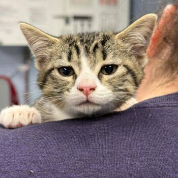 Domestic Short Hair Cats Available for Adoption - Eeny Meeny | PetCurious