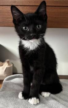 Domestic Short Hair Cats Available for Adoption in Seal Beach, California - Fry | PetCurious
