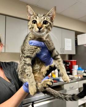 Yolie -  Domestic Short Hair Cat for Adoption in Fort Worth, Texas - Yolie | PetCurious