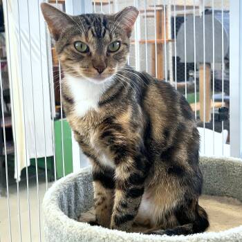 Robin -  Domestic Short Hair Cat for Adoption in St. Louis, Missouri - Robin | PetCurious