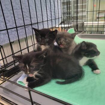 Chimichanga -  Domestic Short Hair Cat for Adoption in Westminster, California - Chimichanga | PetCurious