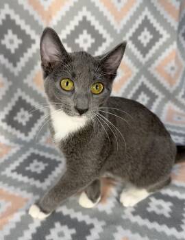Hattie -  Domestic Short Hair Cat for Adoption in Minneapolis, Minnesota - Hattie | PetCurious
